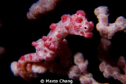 pygmy seahorse by Marco Chang 